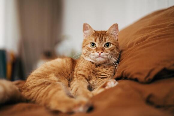 1 in 15 household cats may carry 'Beaver Fever' which can infect humans ...