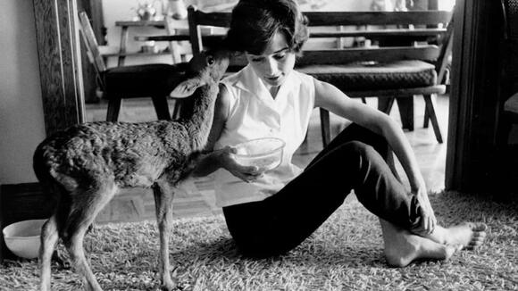 Famous Pets That Lived the Celebrity Life Too - NewsBreak