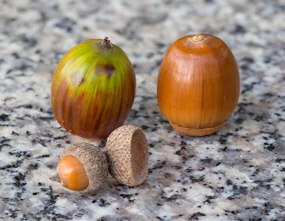 Why Acorns Are Suddenly Everywhere Some Years and Missing in Others ...