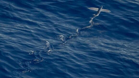 How Flying Fish Glide Over Ocean Waves - NewsBreak