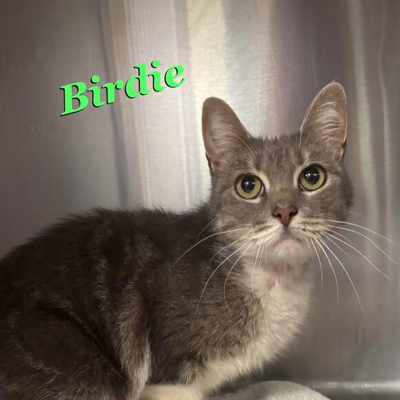 🐱 Playful, Gentle & Unique Cats Ready for Adoption in Knoxville - NewsBreak