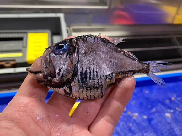 The World’s Deepest Oceans Harbor Creatures with Unbelievable Survival ...