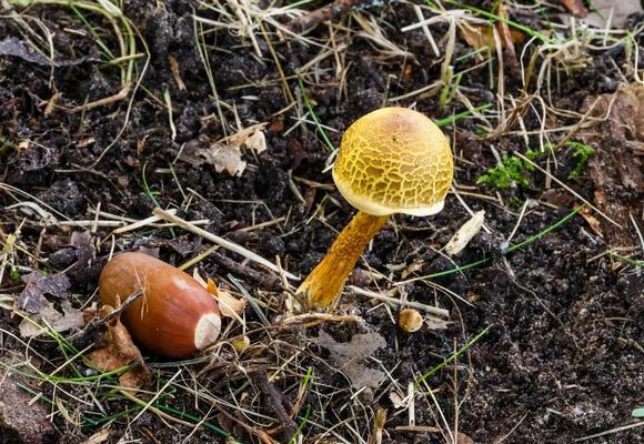 Why Acorns Are Suddenly Everywhere Some Years and Missing in Others ...