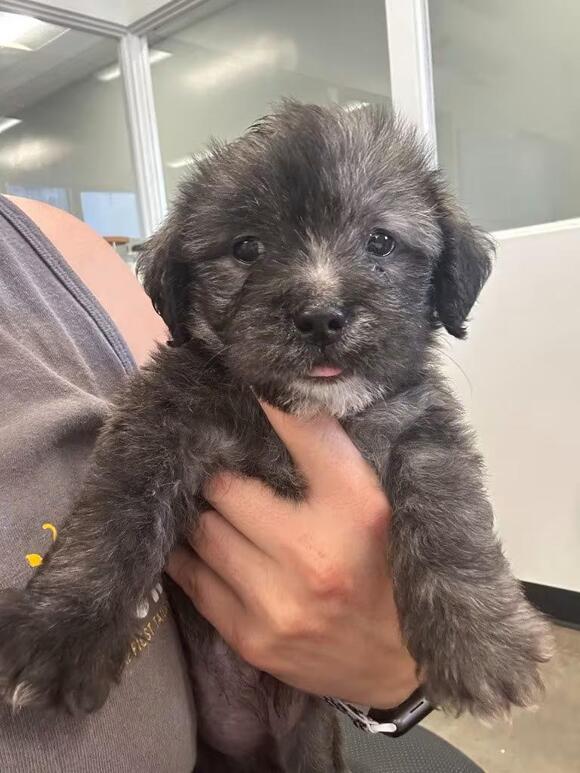 🐶 Playful Thousand Oaks Puppies Ready to Be Adopted - NewsBreak