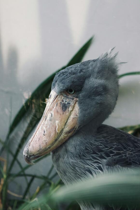 Chickenosaurus: Could Scientists Actually Reverse-Evolve a Dinosaur ...