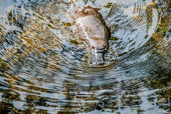 What Do You Call a Baby Platypus? The Answer Is Surprisingly Unsettled ...