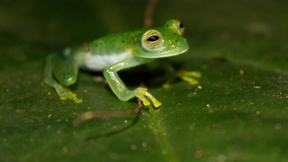 14 Baby Animals That Look Nothing Like Their Parents - NewsBreak