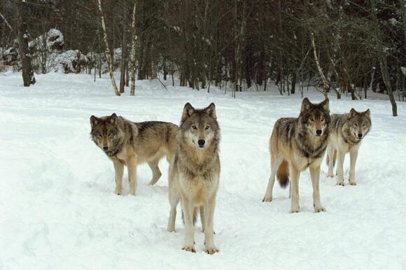 Could Dire Wolves Be Released in Michigan’s U.P. Someday? - NewsBreak