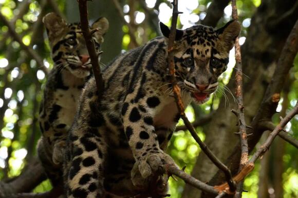 The Clouded Leopard: A Ghost in the Forest’s Fight for Survival - NewsBreak