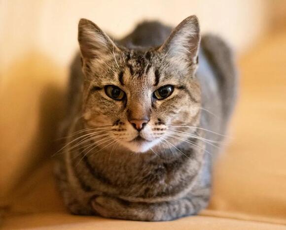 Why Cats Knead Blankets Before Lying Down, Explained - NewsBreak