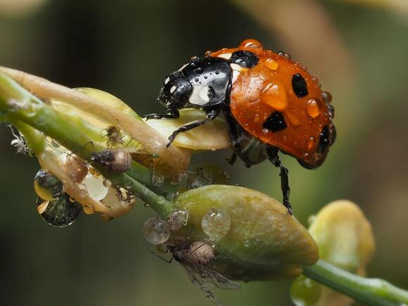 What Do You Call a Group of Ladybugs? The Answer Is Unbelievably Sweet ...