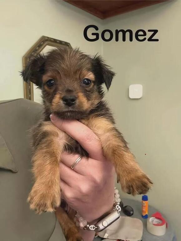 🐶 Yorkie Mix Puppies Ready for Adoption in Aurora - NewsBreak