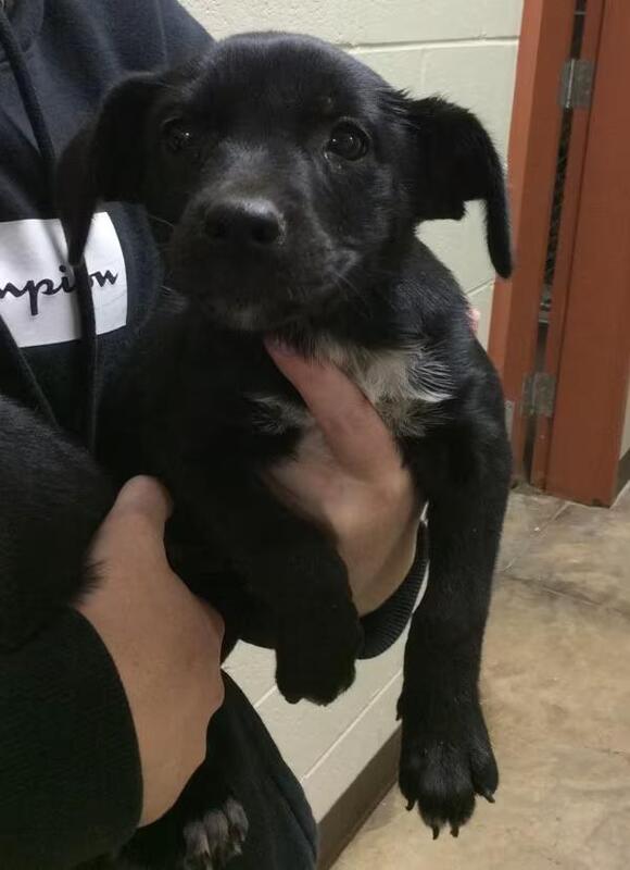 🐶 Playful Pups and Sweet Dogs Ready for Adoption in Elizabethtown ...