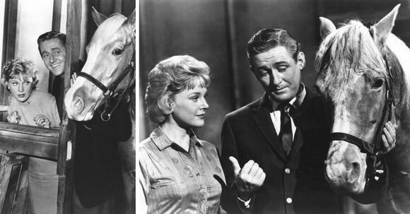 How Did Mister Ed Really Talk? The Secret Behind TV’s Smartest Horse ...