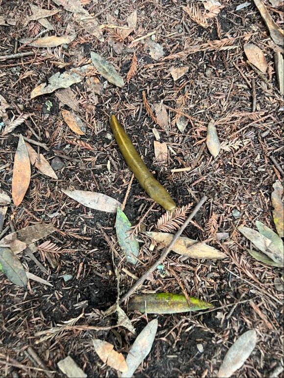Why Do People Lick California’s Banana Slugs? Experts Weigh In - NewsBreak