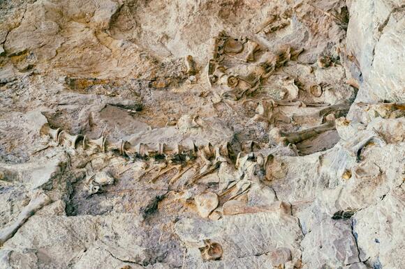 Did Dinosaurs Dominate North America Longer Than We Thought? - NewsBreak