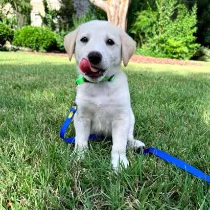 🐶 Playful Puppy Dogs Ready for Adoption in Apex, NC - NewsBreak