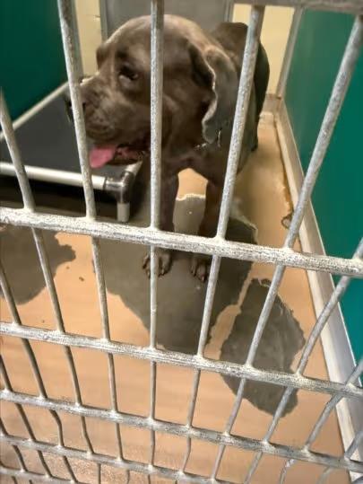 🐶 Playful Pups & Gentle Adult Dogs Ready to Adopt in Texas City - NewsBreak