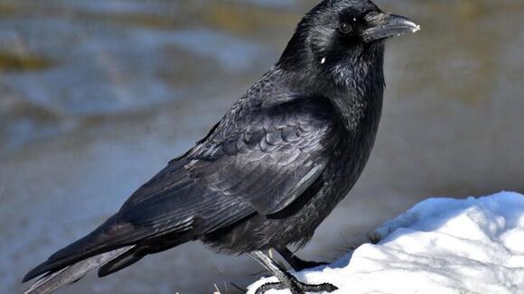 Why Do Crows Remember Human Faces? The Intelligence Scientists Continue ...