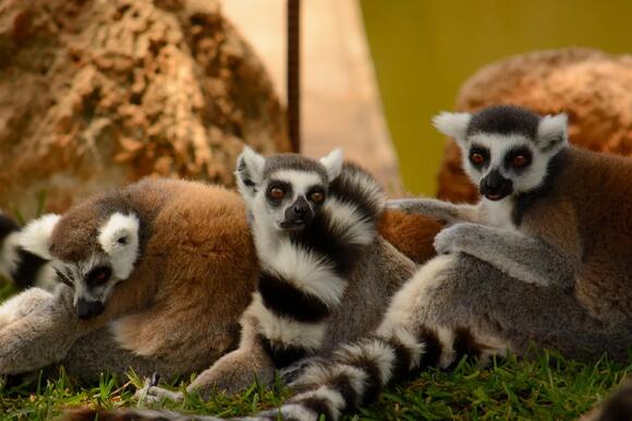 What Do You Call a Group of Lemurs? The Answer Sounds Suspicious ...