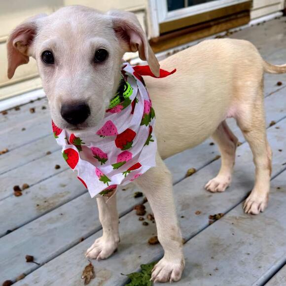 🐶 Playful Labrador Mix Dogs Ready for Adoption in Apex, NC - NewsBreak