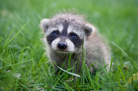 14 Animals That Eat Eggs in the Wild and in Your Backyard - NewsBreak