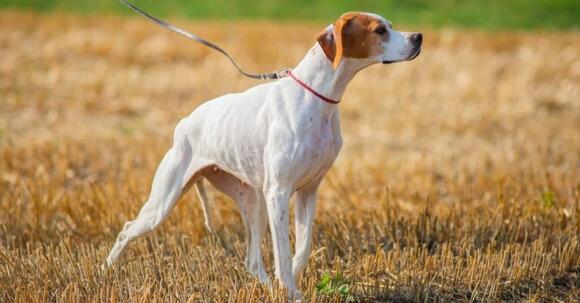 Types of Pointer Dog Breeds - NewsBreak
