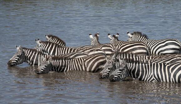 11 Myths About Zebras Busted by Science - NewsBreak