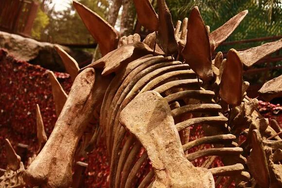 10 Fascinating Facts About Stegosaurus That Still Surprise ...