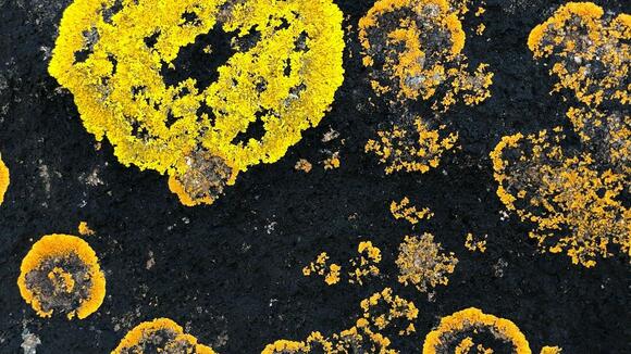 Ancient Pollen Samples Uncover Dinosaur Dietary Secrets - NewsBreak