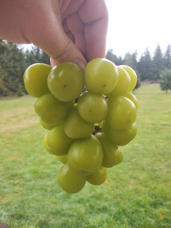 The Costco Grape Everyone's Talking About - What You Should Know ...
