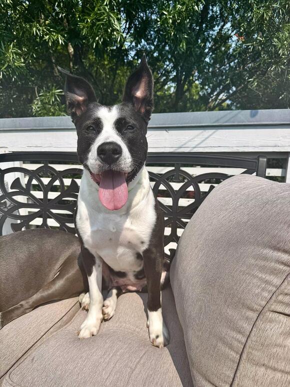 🐶 Playful, Gentle & Loyal Dogs Ready for Adoption in Rock Hill - NewsBreak