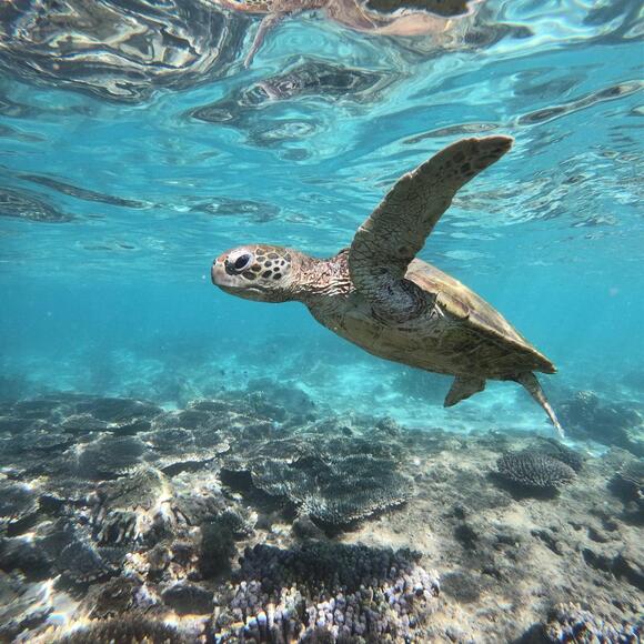 How Beach Tourism Affects Sea Turtle Nesting (and What You Can Do to ...