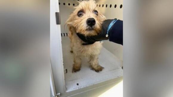 Officer rescues puppy from compacting trash can, then adopts him ...