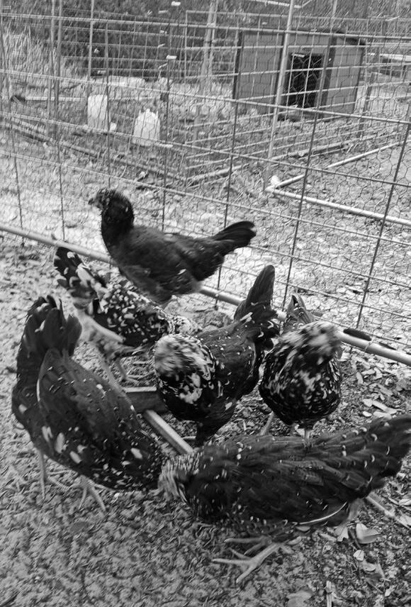 Ingleside RV Park Roadside Attraction