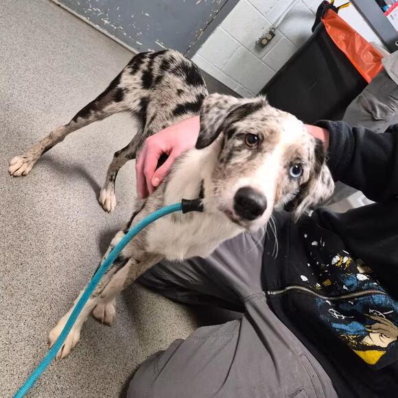 🐶 Playful, Loyal Dogs Ready for Adoption in Oak Ridge TN - NewsBreak