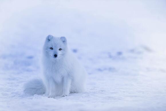 10 Animals That Surprisingly Love Cold Weather - NewsBreak