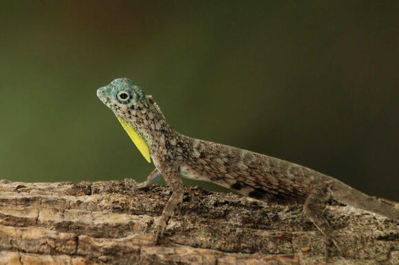 10 Animals You Did not Know Could Glide Through the Air - NewsBreak