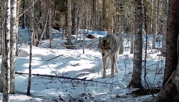 Pure wolves will likely never return to Maine - NewsBreak