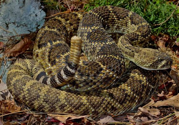 How Rattlesnakes Are Adapting to Suburban Living - NewsBreak