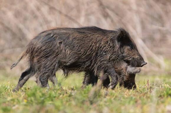 Feral Hogs in Arizona: Where Do They Roam and Are They Dangerous ...