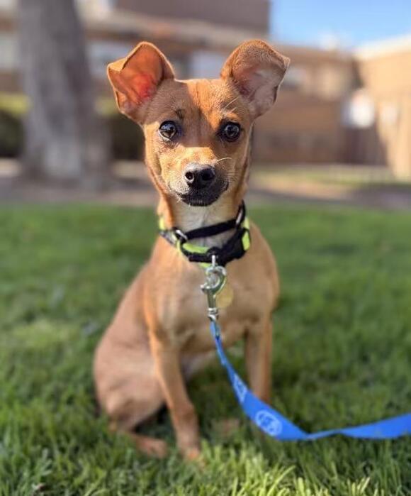 🐶 Playful, Gentle & Loyal Dogs Ready for Adoption in Dublin - NewsBreak