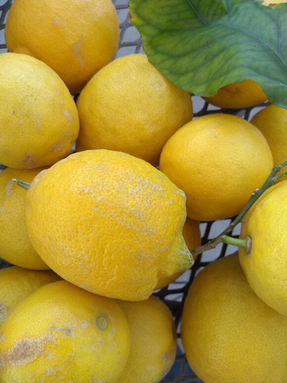 The Different Types of Lemons You'll See at the Grocery Store - NewsBreak