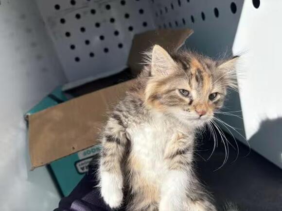 🐱 Playful Kittens in Jurupa Valley Ready for Adoption - NewsBreak