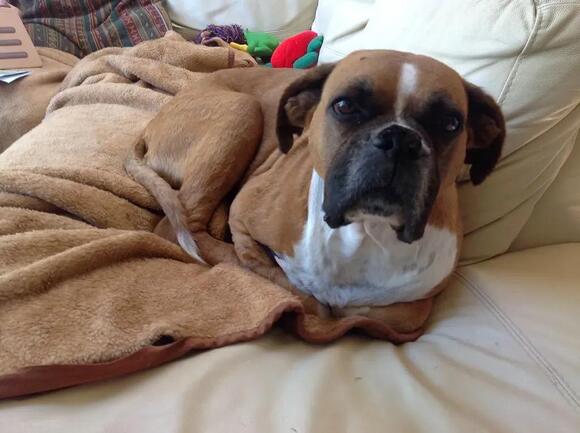 11 Dog Breeds Known for Poor Bladder Control - NewsBreak