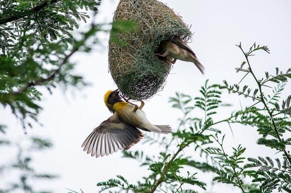 What We Can Learn From the Way Animals Build Homes - NewsBreak