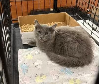 🐱 Playful, Gentle & Loving Cats Ready for Adoption in Columbia - NewsBreak