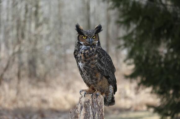 Which Owl Best Represents Back-to-School Season? - NewsBreak