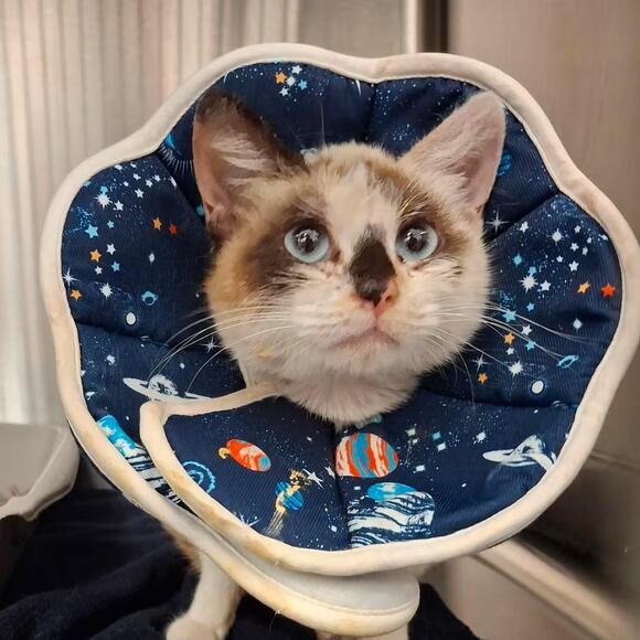 🐱 Sweet Cats in Lakeland Ready for Adoption at SPCA Florida - NewsBreak