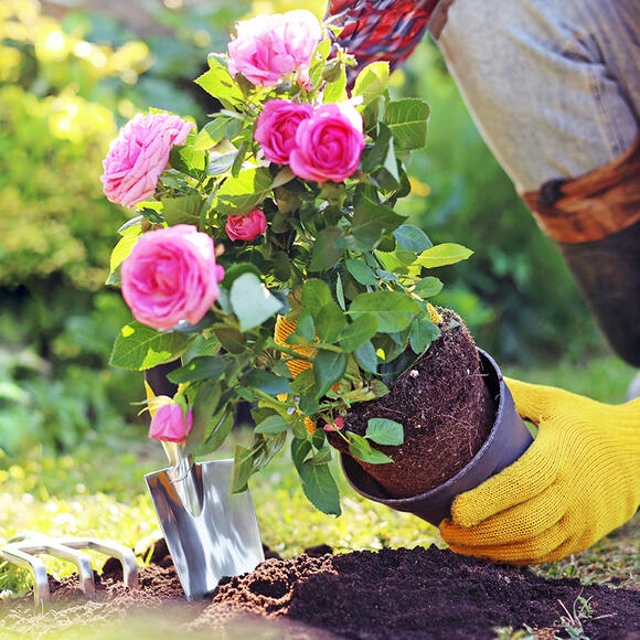 When To Plant Roses: The Best Time For Your Climate And Rose Type ...